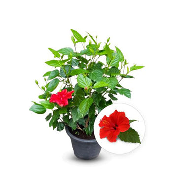 Hibiscus